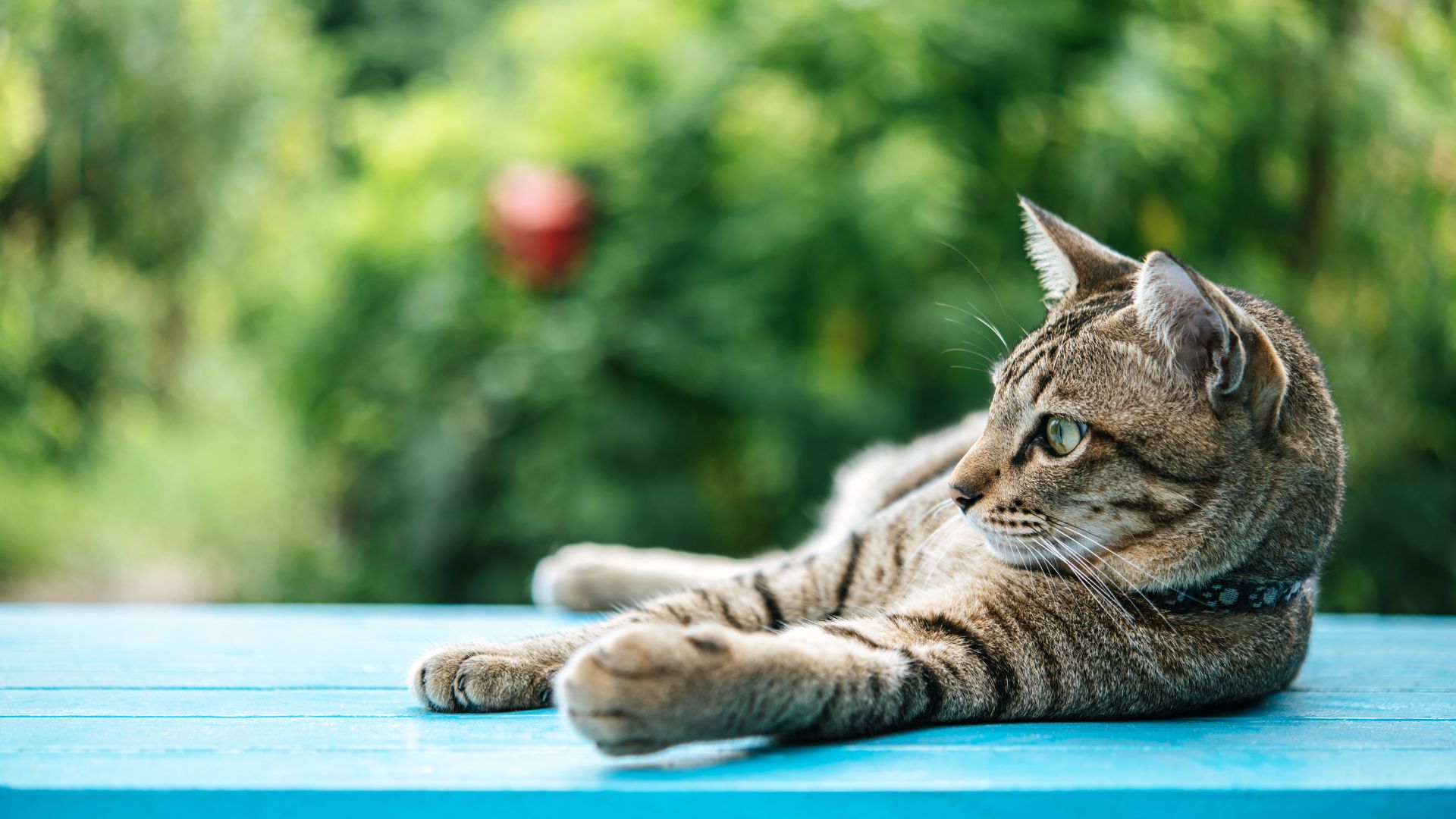 Veterinary Appointment In Washington, DC 20008 CityPaws Animal